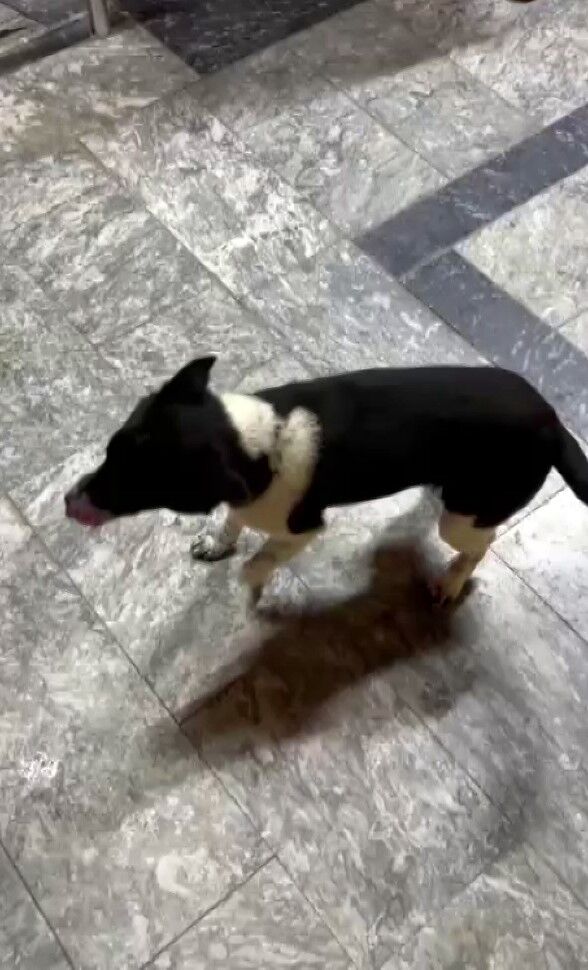 samsun haber: Samsun'da görenleri şaşırtan köpek: Kendini at sanıyor