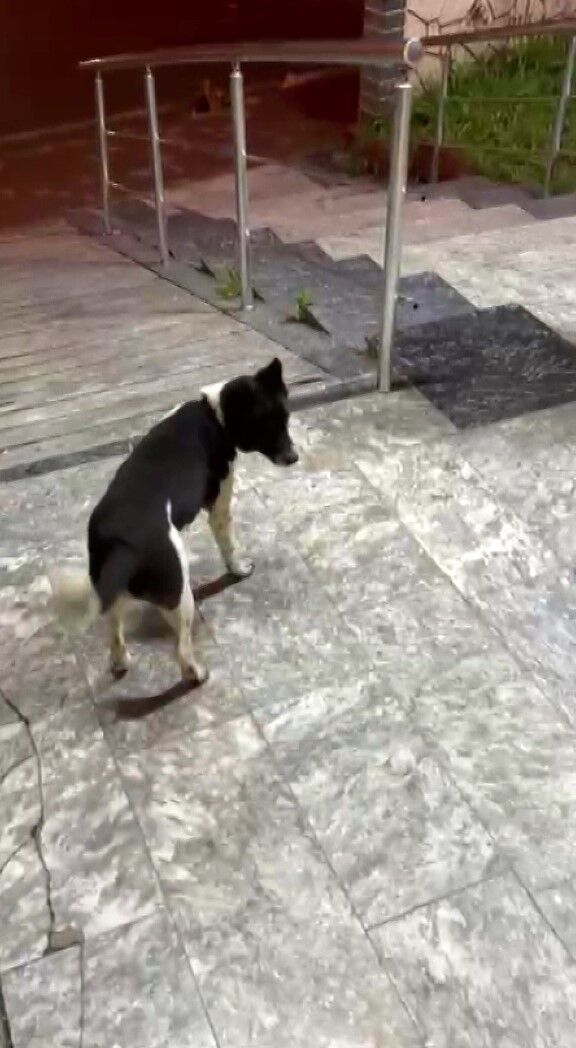 samsun haber: Samsun'da görenleri şaşırtan köpek: Kendini at sanıyor