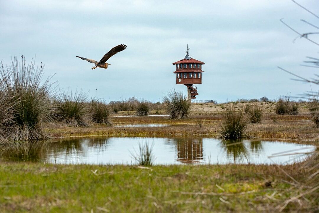 Kızılırmak Deltası Kuş Cenneti – Samsun