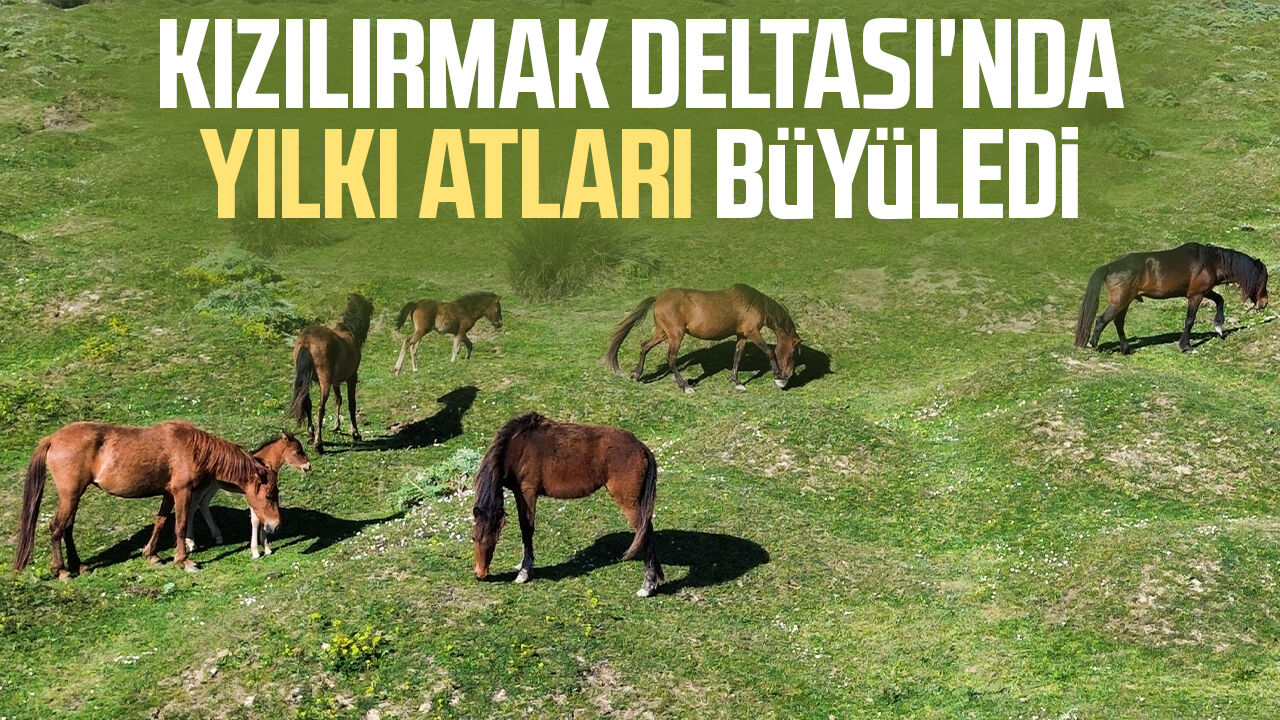 Samsun Kızılırmak Deltası'nda yılkı atları büyüledi