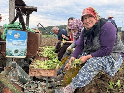 samsun haber: Alaçam ekonomisine dev katkı! Tütünde hasat beklentisi yüksek