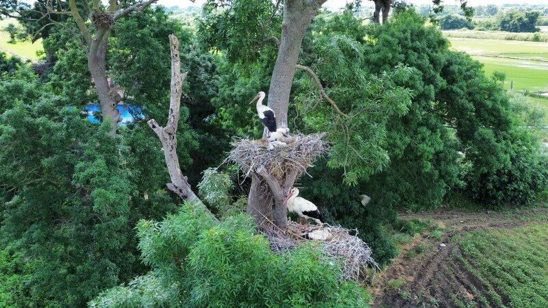 samsun haber: Samsun'da "Leylek TOKİ"de büyük göç öncesi hareketlilik