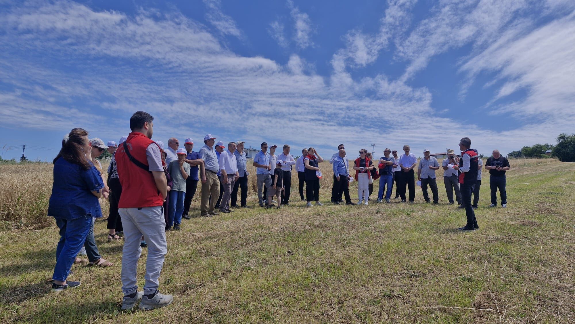 samsun haber: samsun'da yerli ve milli "Altındane" buğdayında ilk hasat heyecanı