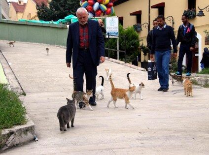 samsun haber: Samsun'da "Kedilerin Dedesi" yürekleri ısıttı