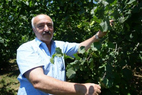 samsun haber: Fındıkta rekor beklentisi! Samsun iddialı