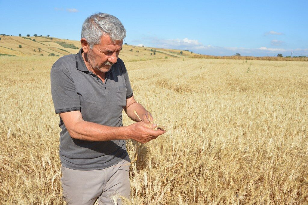 Samsun'da dev rekolte beklentisi! Rakam açıklandı