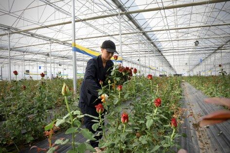 samsun haber: Karadeniz'in örnek gül serası Bafra'da üretime geçti