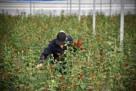samsun haber: Karadeniz'in örnek gül serası Bafra'da üretime geçti