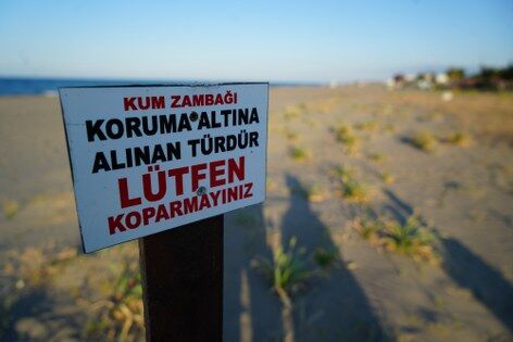 samsun haber: Samsun'da bu çiçeğe dokunmanın cezası 699 bin TL!
