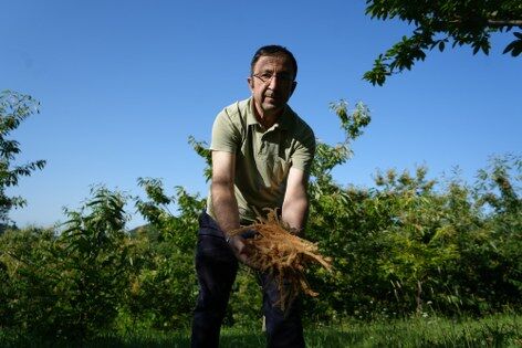 samsun haber: Bir zamanlar çöpe gidiyordu! Şimdi şifa kaynağı oldu