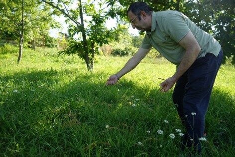 samsun haber: Bir zamanlar çöpe gidiyordu! Şimdi şifa kaynağı oldu
