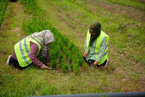 samsun haber: Samsun'da her yıl 3 milyon fidan toprakla buluşuyor