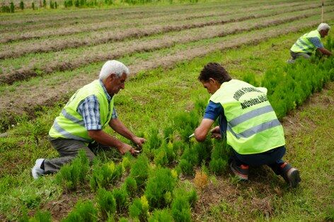 samsun haber: Samsun'da her yıl 3 milyon fidan toprakla buluşuyor
