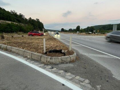 samsun haber: Samsun'da bir anda yola çıktı, yürekler ağza geldi!