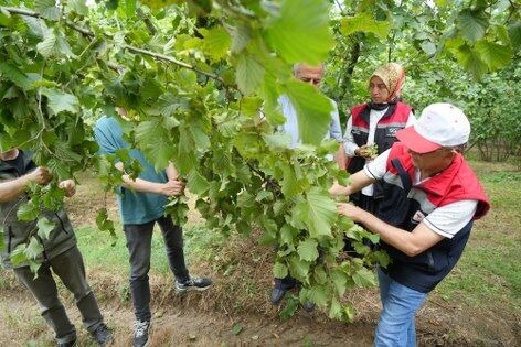 samsun haber: Samsun'da fındık için kritik süreç başladı!