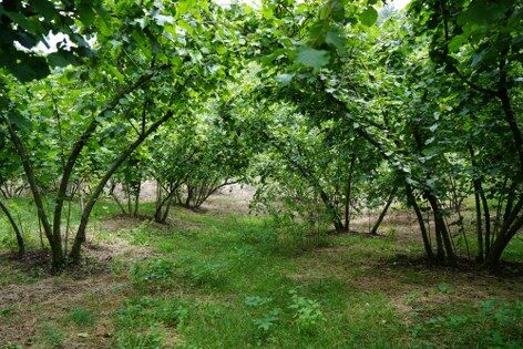 samsun haber: Samsun'da fındık için kritik süreç başladı!