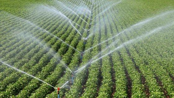 samsun haber: Samsun'da üreticilerin tercihi şaşırttı! Başvurular rekor kırdı