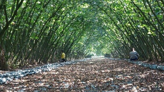 samsun haber: Samsun'da üreticilerin tercihi şaşırttı! Başvurular rekor kırdı