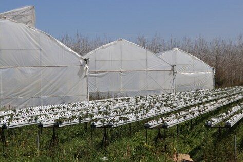 samsun haber: Samsun'da üreticilerin tercihi şaşırttı! Başvurular rekor kırdı