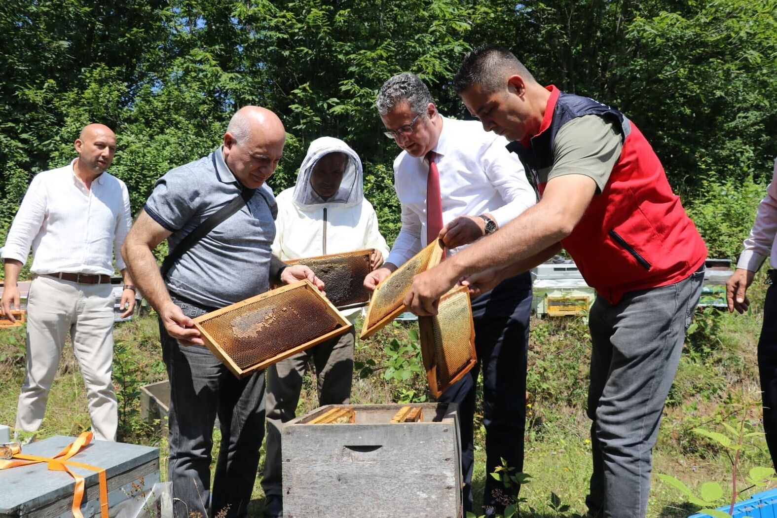 Samsun'un altın değerindeki lezzetinde hasat başladı!