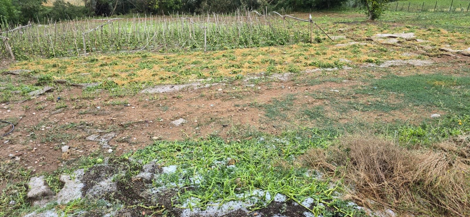 Samsun'da dolu ve fırtınanın bilançosu ağır oldu! Çatılar uçtu, ağaçlar devrildi