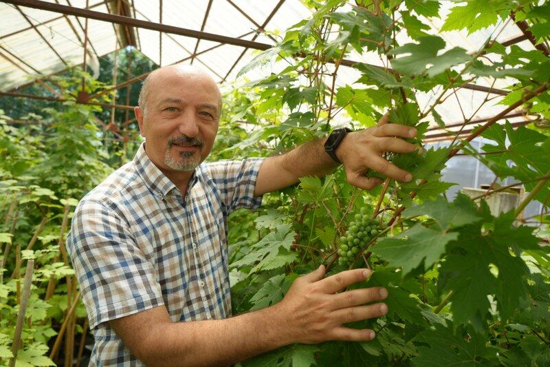 samsun haber: Samsun'dan üzüm üretiminde ezber bozacak proje