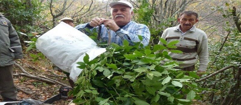 samsun haber: Samsun'da orman ürünleri köylüye kazandırıyor