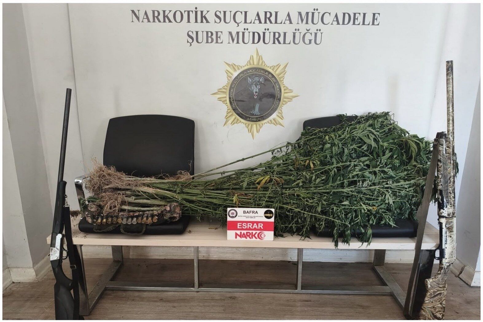  samsun haber Samsun'da kenevir tarlasına şafak operasyonu!