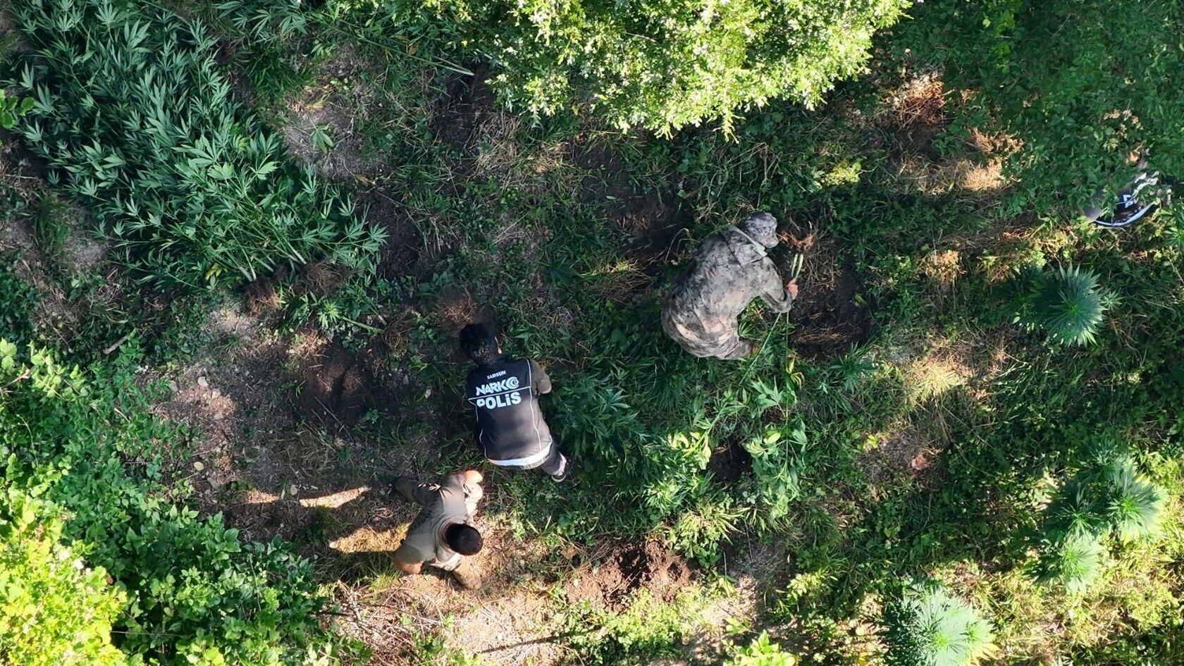  samsun haber Samsun'da kenevir tarlasına şafak operasyonu!