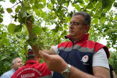 samsun haber: Samsun'da fındık üreticisinin beklediği gelişme