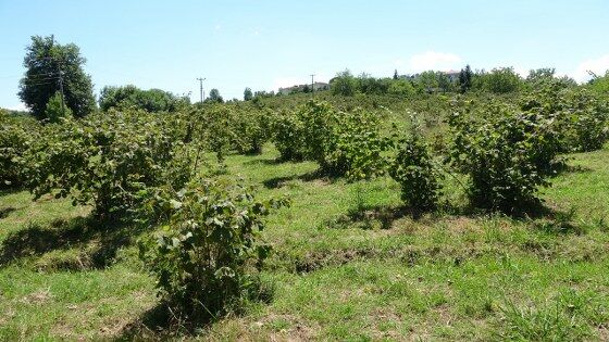 Fındık üreticilerine son dakika uyarısı! 