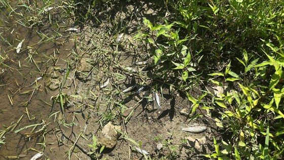 samsun haber: Samsun'da derede korkutan manzara! İnceleme başlatıldı