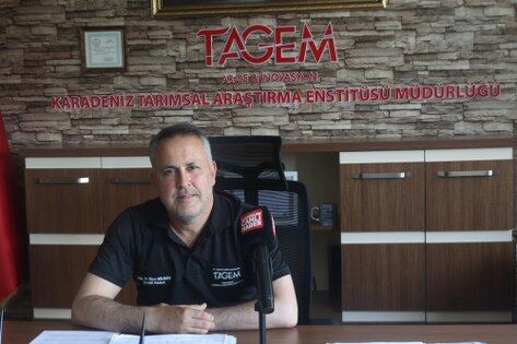 samsun haber. Fındığı kurtaracak gizli kahraman! Samsun'da bu laboratuvarda üretiliyor