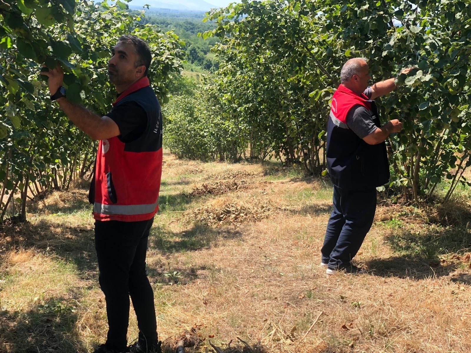 Samsun Haber: Kokarca ve külleme alarmı! Samsun'da üreticiye kritik uyarı