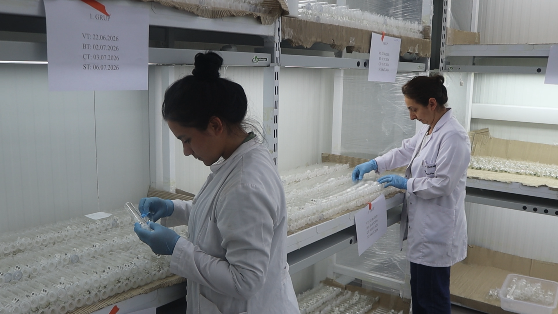 samsun haber. Fındığı kurtaracak gizli kahraman! Samsun'da bu laboratuvarda üretiliyor