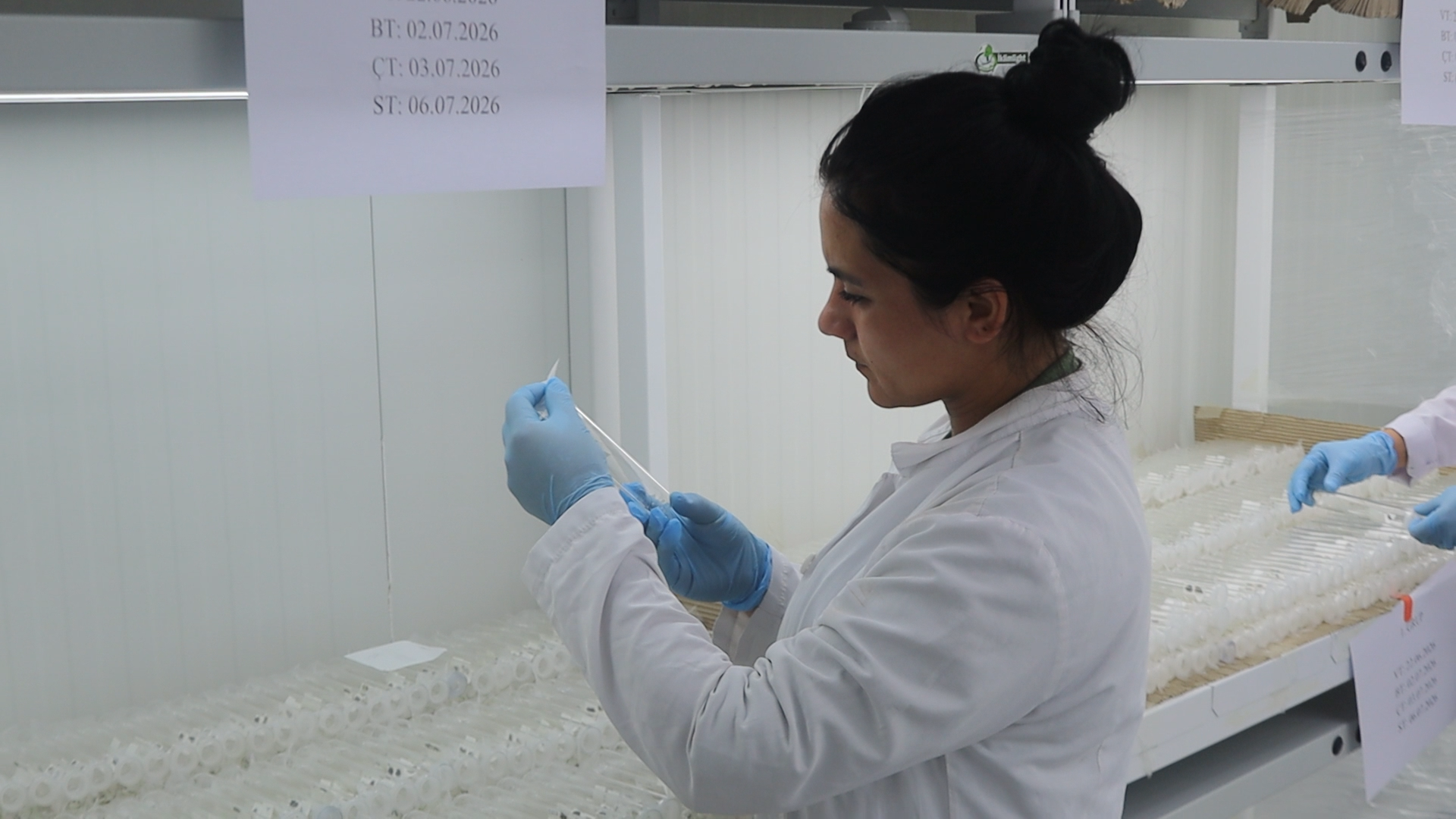 samsun haber. Fındığı kurtaracak gizli kahraman! Samsun'da bu laboratuvarda üretiliyor