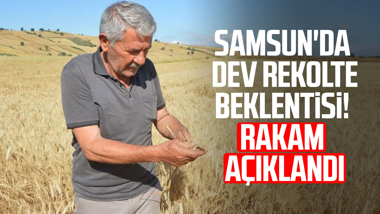 Samsun'da dev rekolte beklentisi! Rakam açıklandı