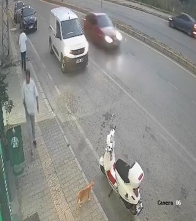 samsun haber Samsun'da vicdanları sızlatan olay! Sokak kedisine tekme attı