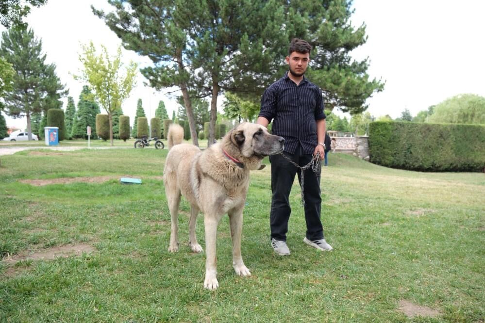 Samsun Haber. Samsunlu yetiştiriciler Türk çoban köpeklerini tanıttı
