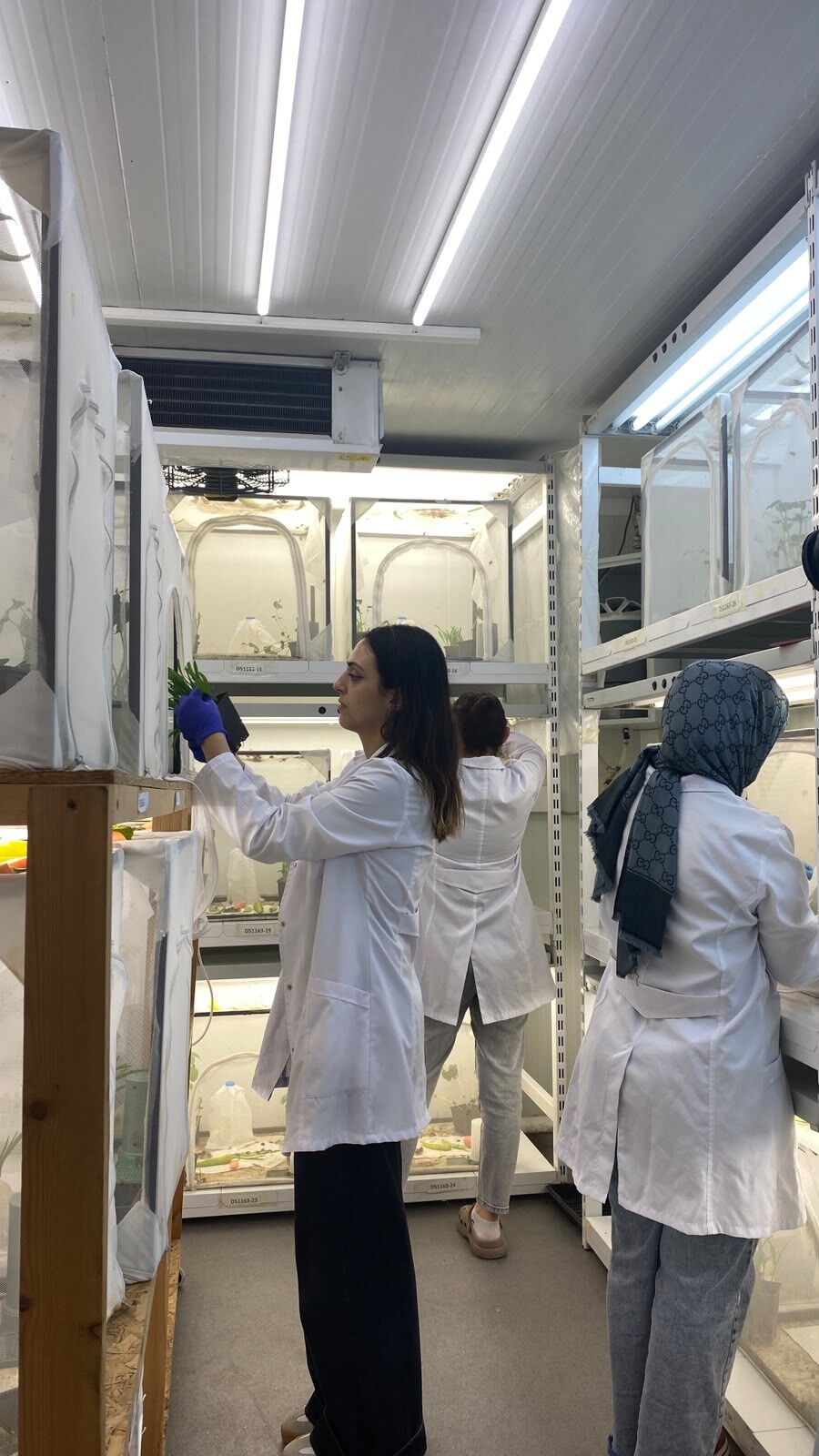samsun haber. Fındığı kurtaracak gizli kahraman! Samsun'da bu laboratuvarda üretiliyor