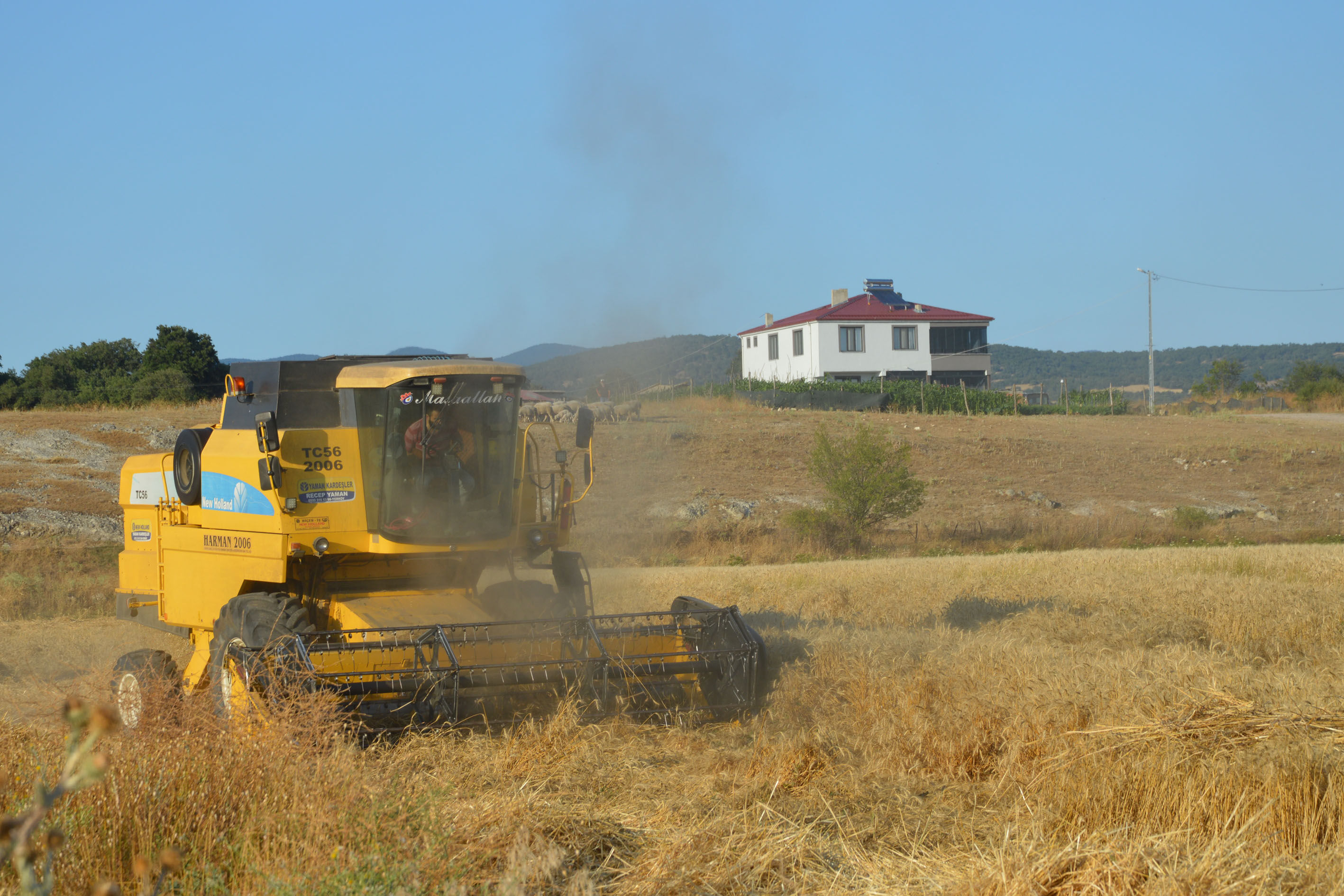 Samsun Haber. Samsun'da buğdayda 90 bin tonluk rekolte beklentisi