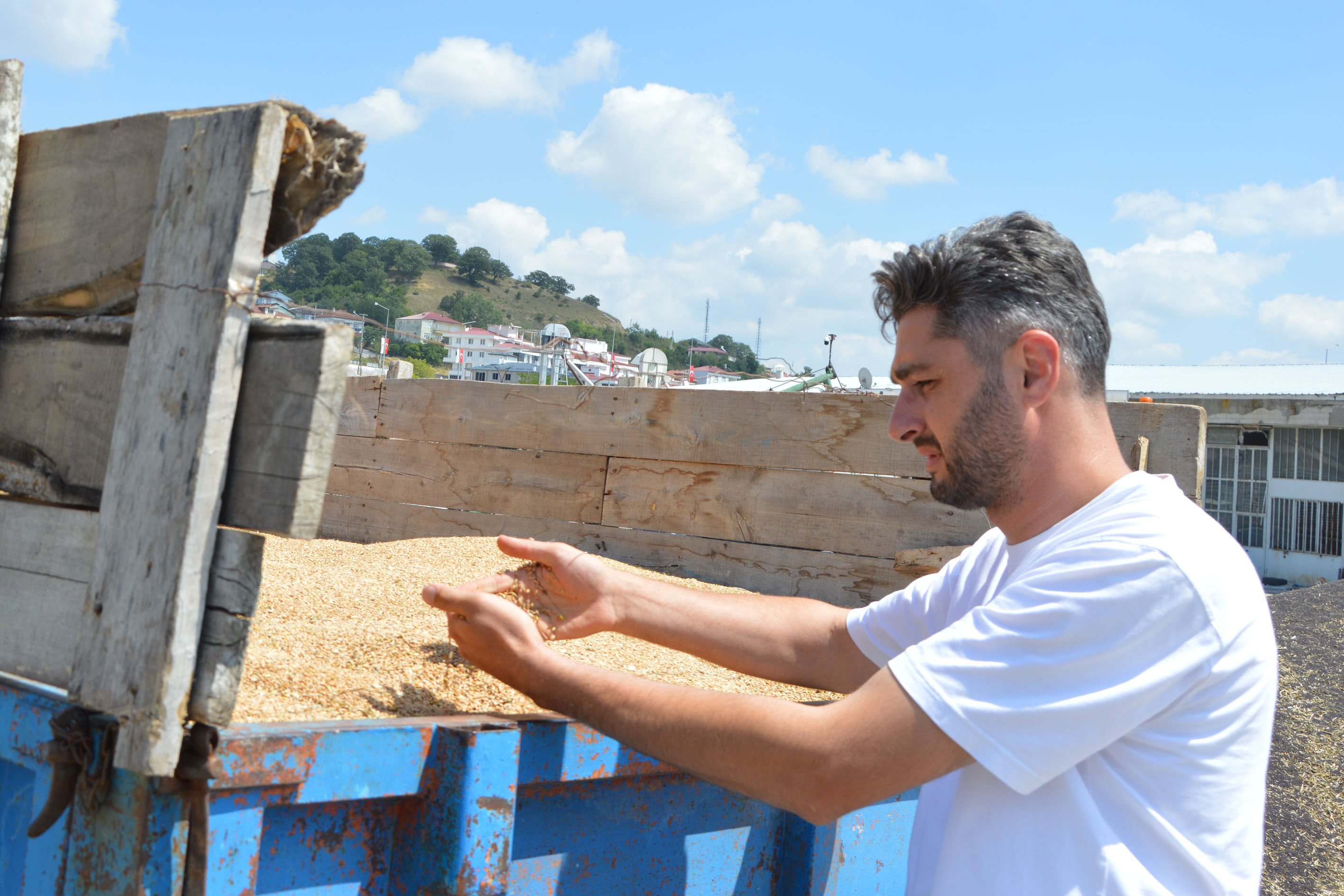 Samsun Haber. Samsun'da buğdayda 90 bin tonluk rekolte beklentisi