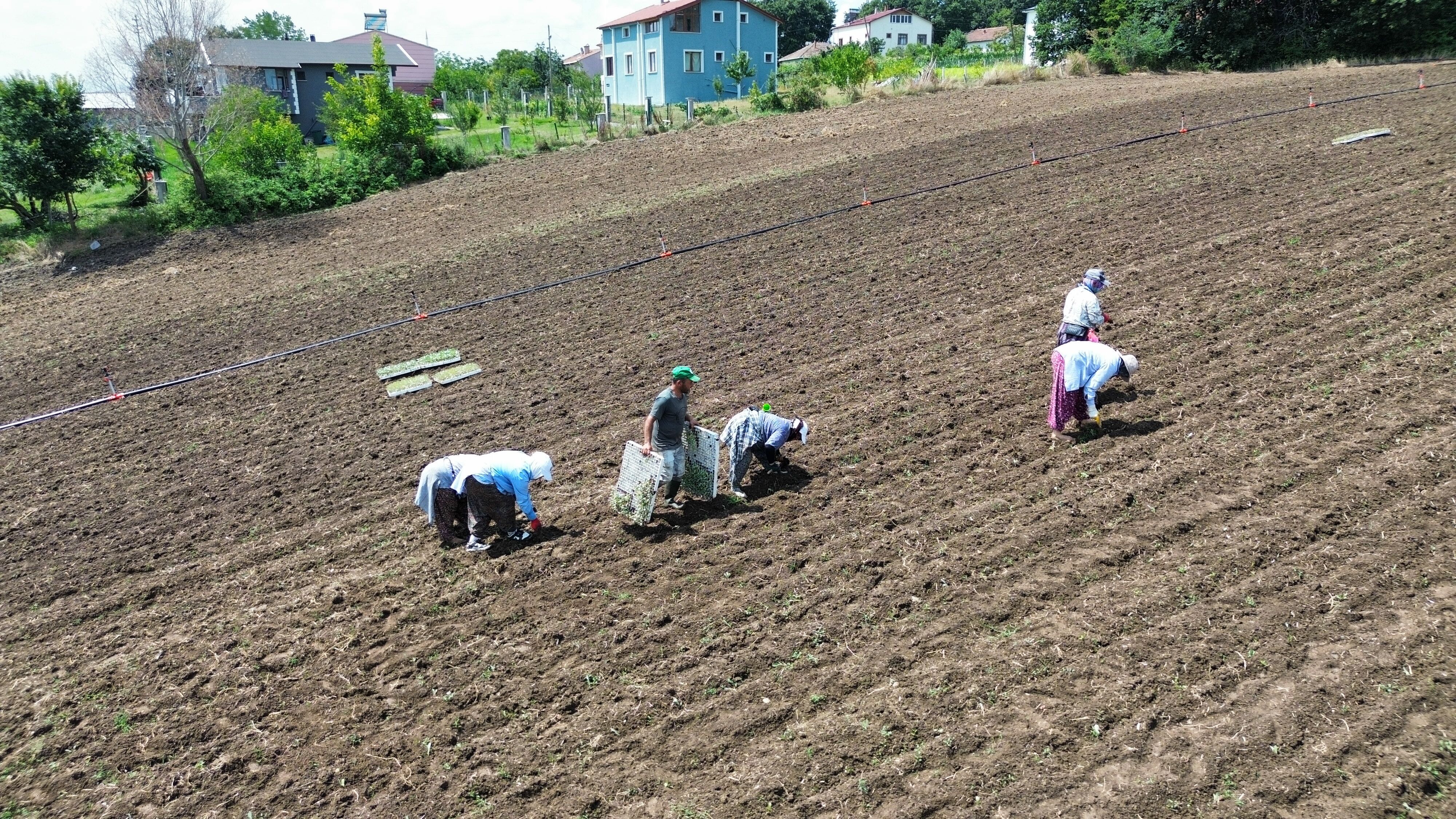 Samsun Haber: Bafra'da tarlalarda hareketlilik! Kışlık sebze mesaisi