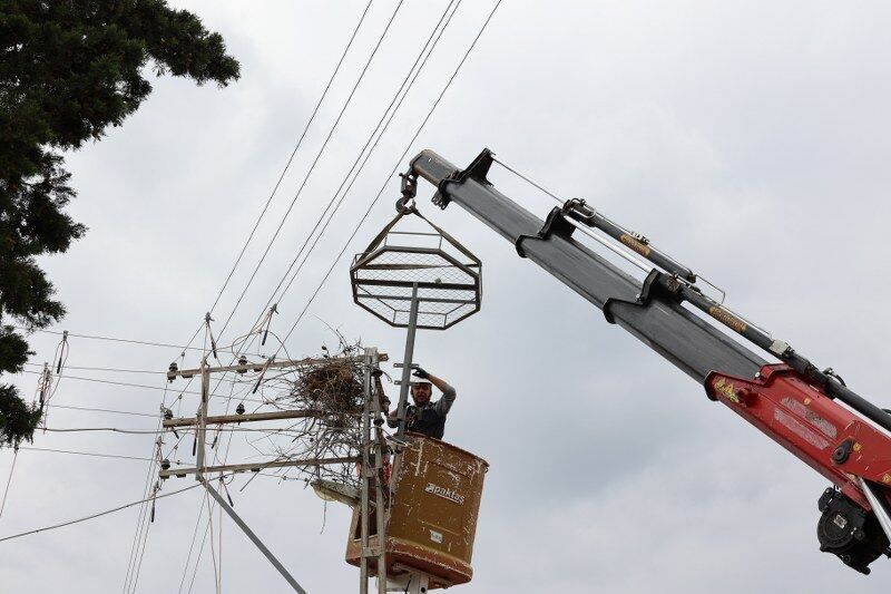 Samsun Haber: Samsun'da hem leylekleri hem elektriği koruyan proje