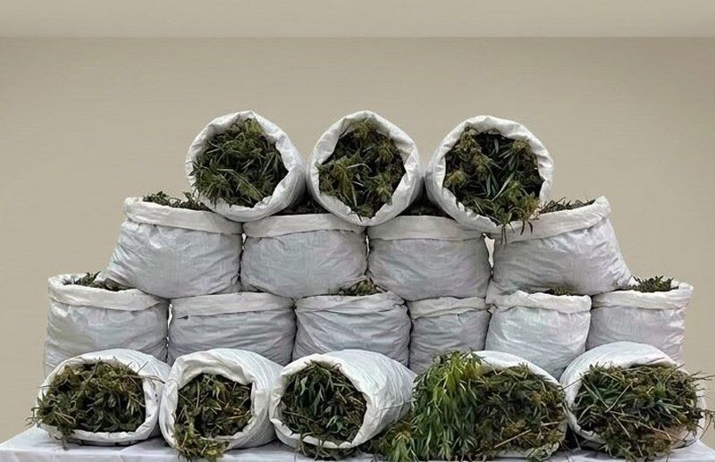 Samsun'da araziye baskın! Tam 138 kilo ele geçirildi