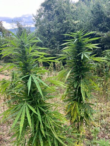 Samsun'da araziye baskın! Tam 138 kilo ele geçirildi