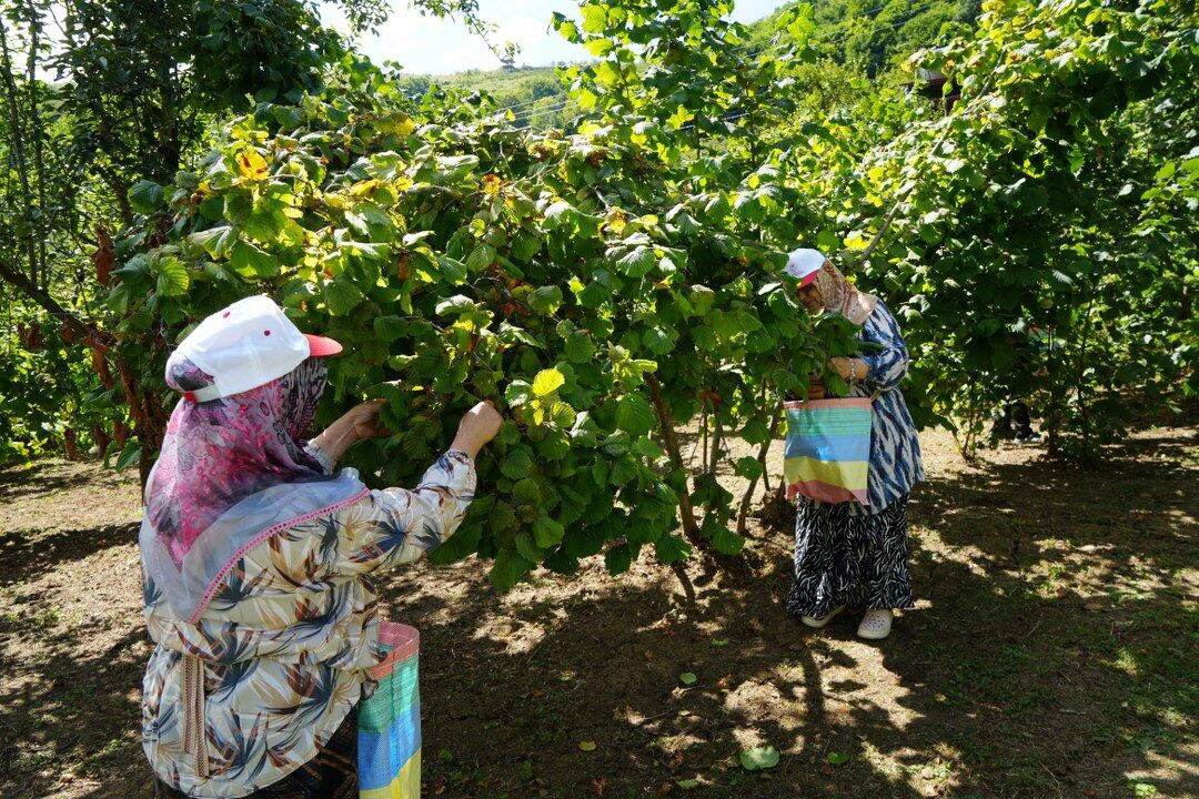 samsun haber: Samsun’da fındık hasadı başladı! Beklenti 115 bin ton