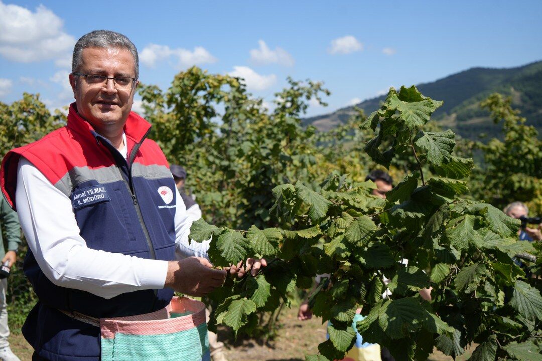 samsun haber: Samsun’da fındık hasadı başladı! Beklenti 115 bin ton
