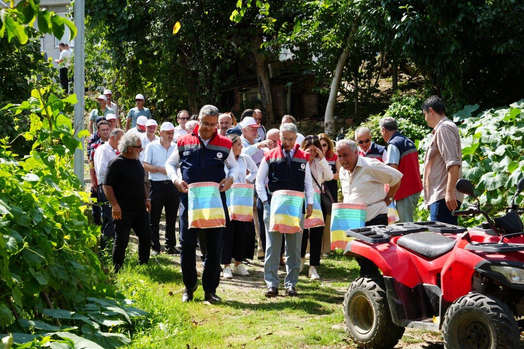 samsun haber: Samsun’da fındık hasadı başladı! Beklenti 115 bin ton