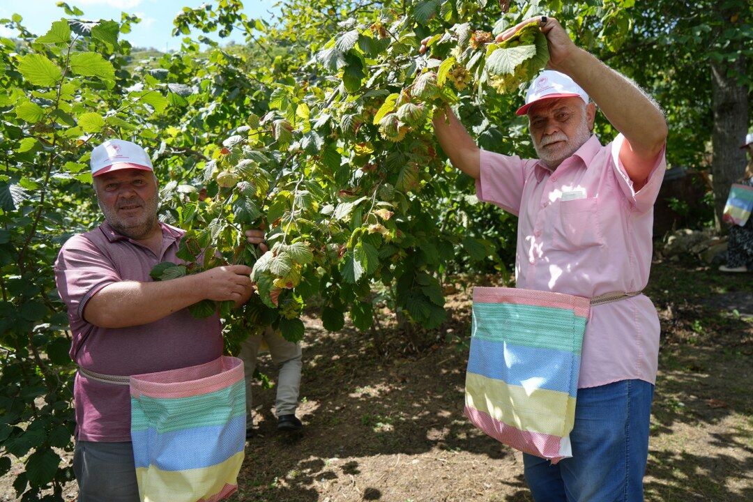 samsun haber: Samsun’da fındık hasadı başladı! Beklenti 115 bin ton